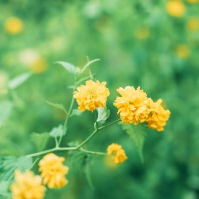 斗破手游最新版